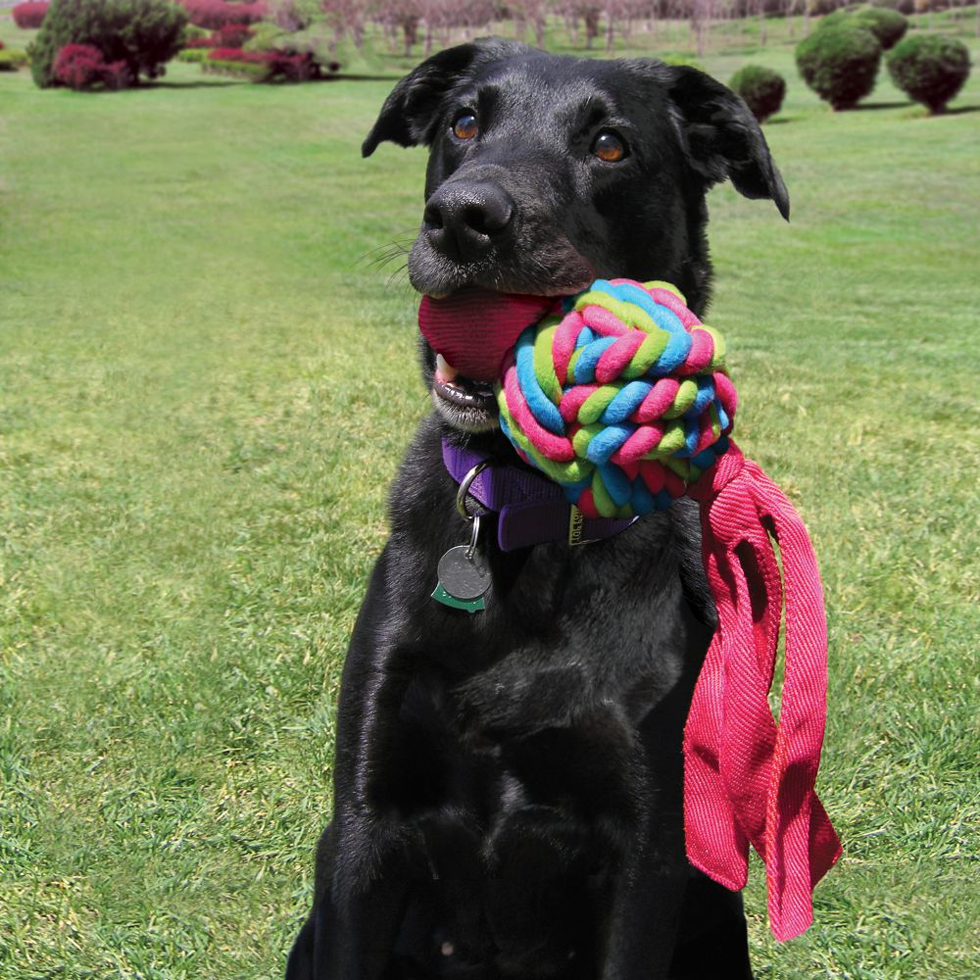 Rope game for dog