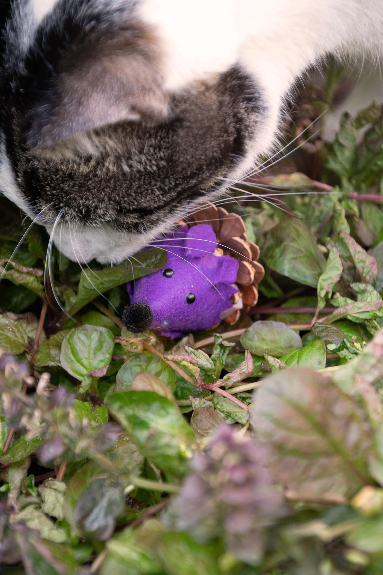 Mouse purple cat toy