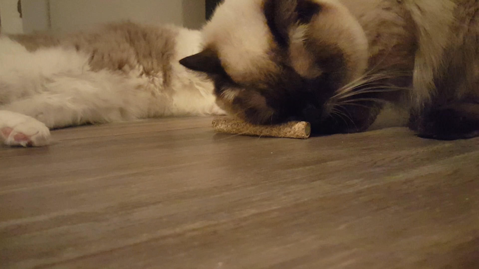 Sticks with 2 cat roots cat toy