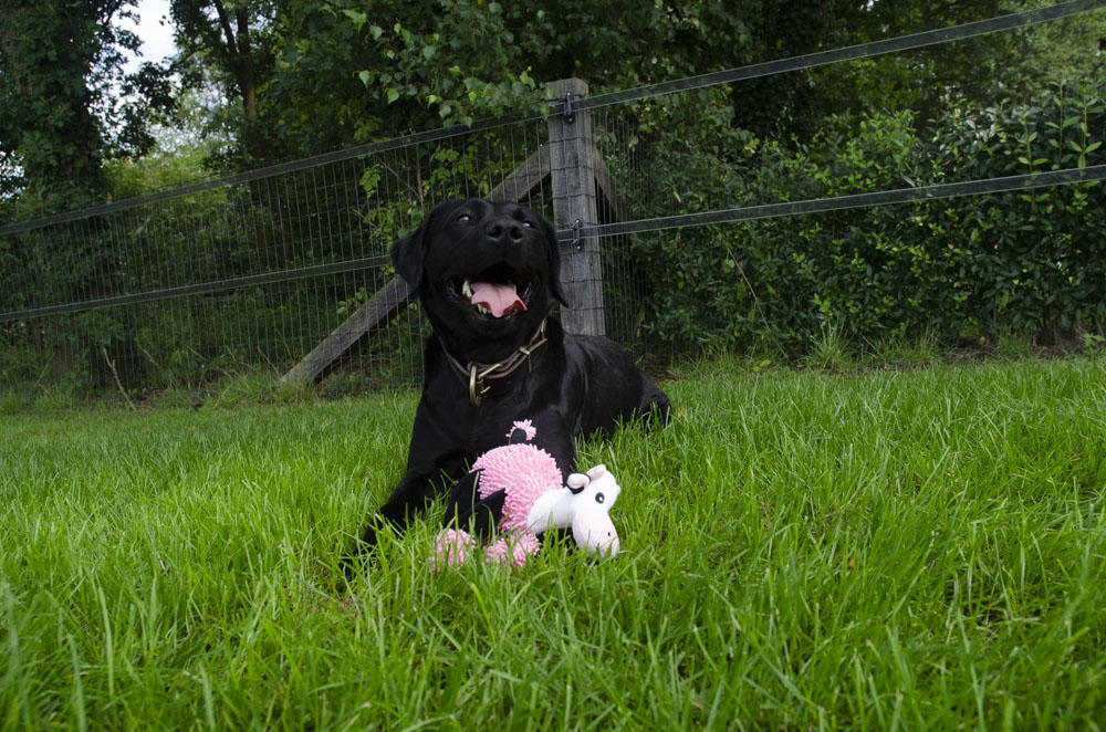 Cow with 5 beepers dog toy