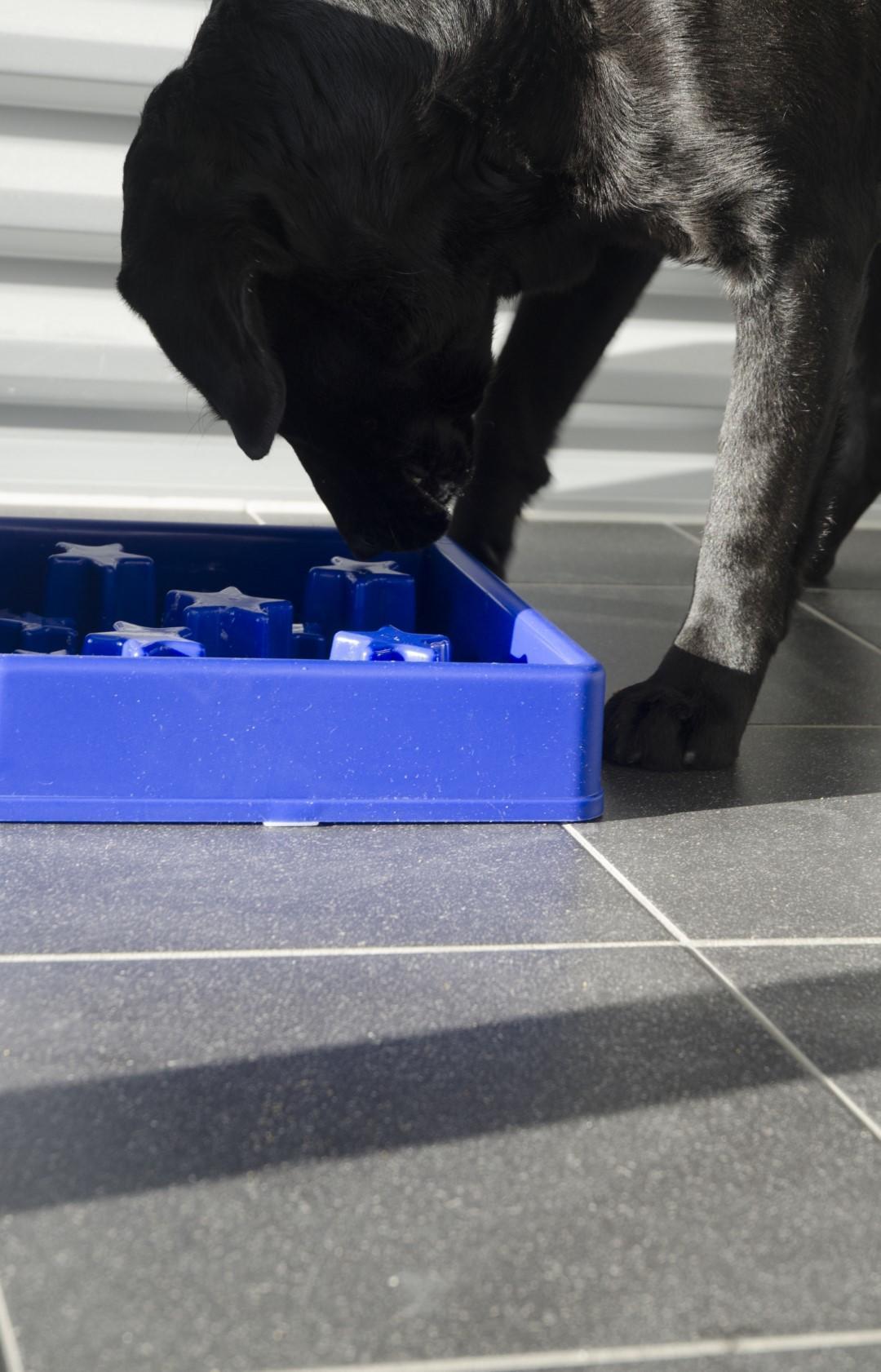 Star shaped feeding bowl for dogs