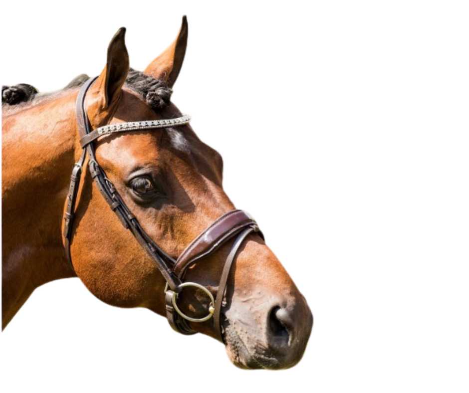 Showtime Chicago bridle