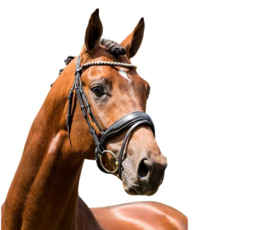 Showtime Brema bridle