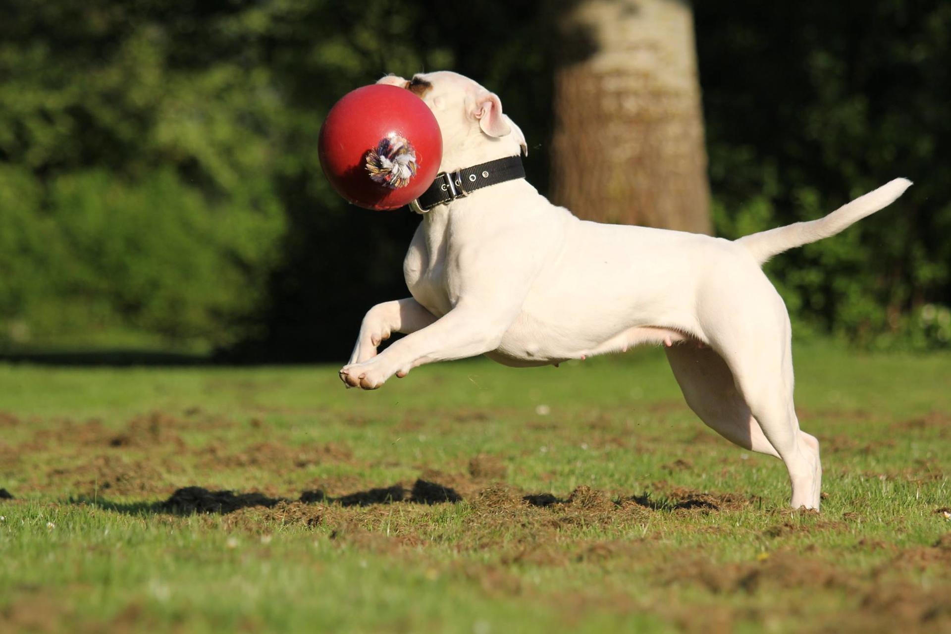 Scented red dog ball with rope