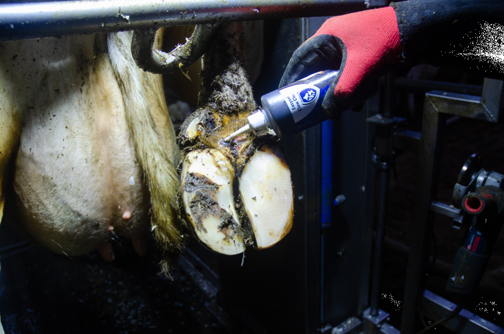 Easysol hoof cleaner, cattle, hoof care