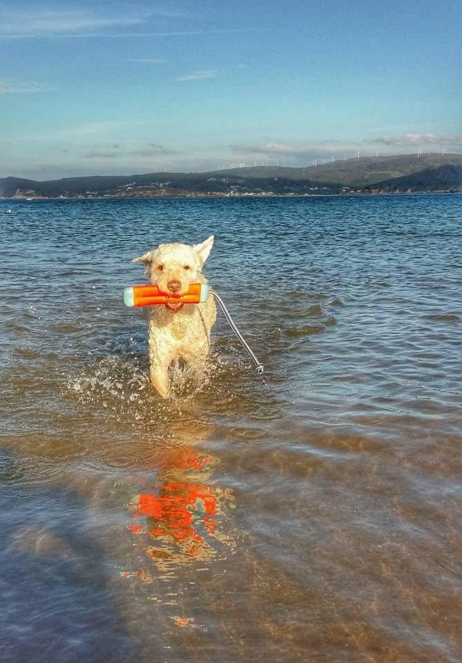 Small amphibious bumper-shaped dog toy