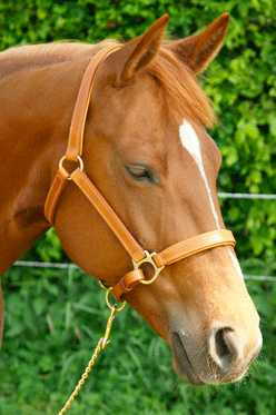 Golden Future Line headcollar, halter