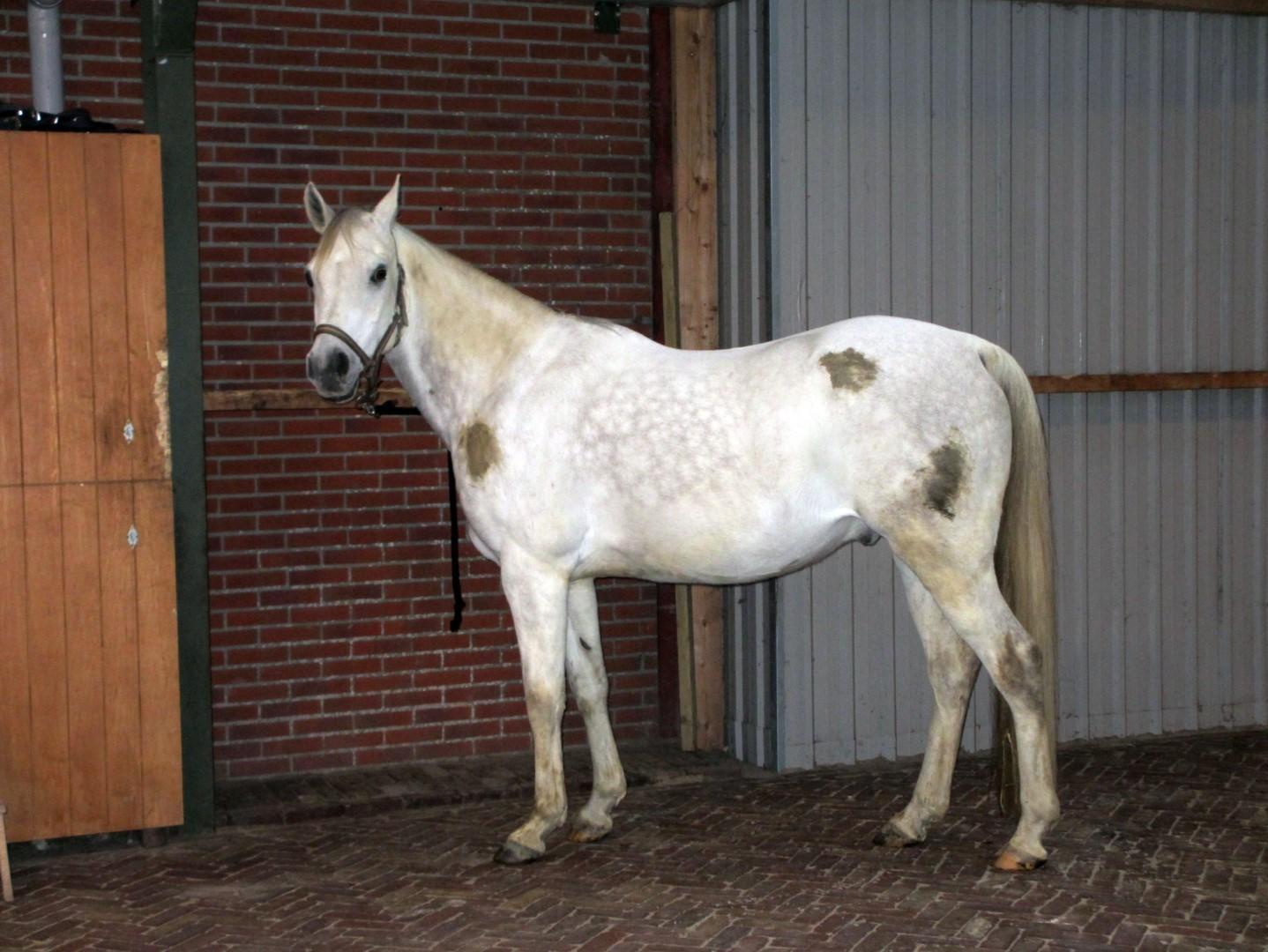 Cleaning spray for horse