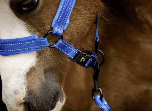 Monzo Headcollar, halter