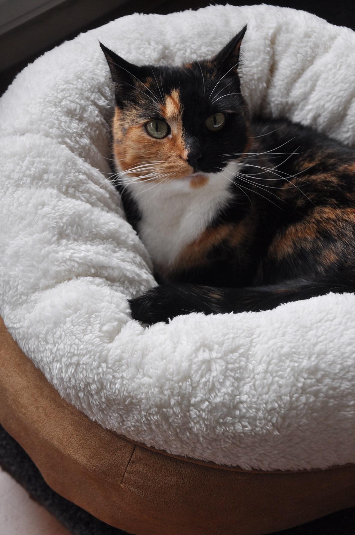 Lamb wool donut bed TAN, cat bed