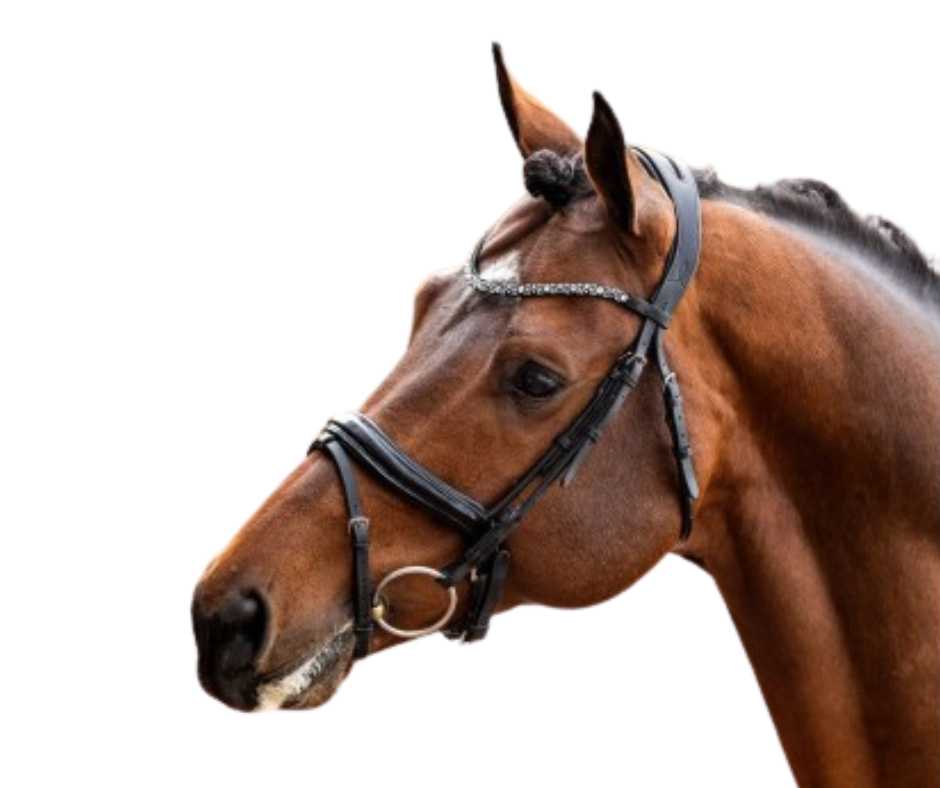 Showtime bridle