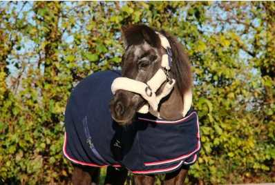 Showtime Harry and Hector horse rug
