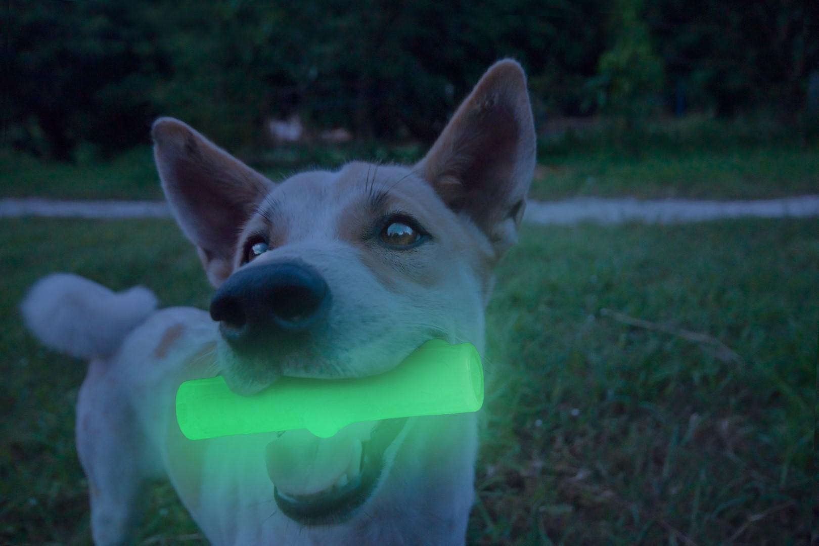 Light up and tracking stick dog toy chew toy