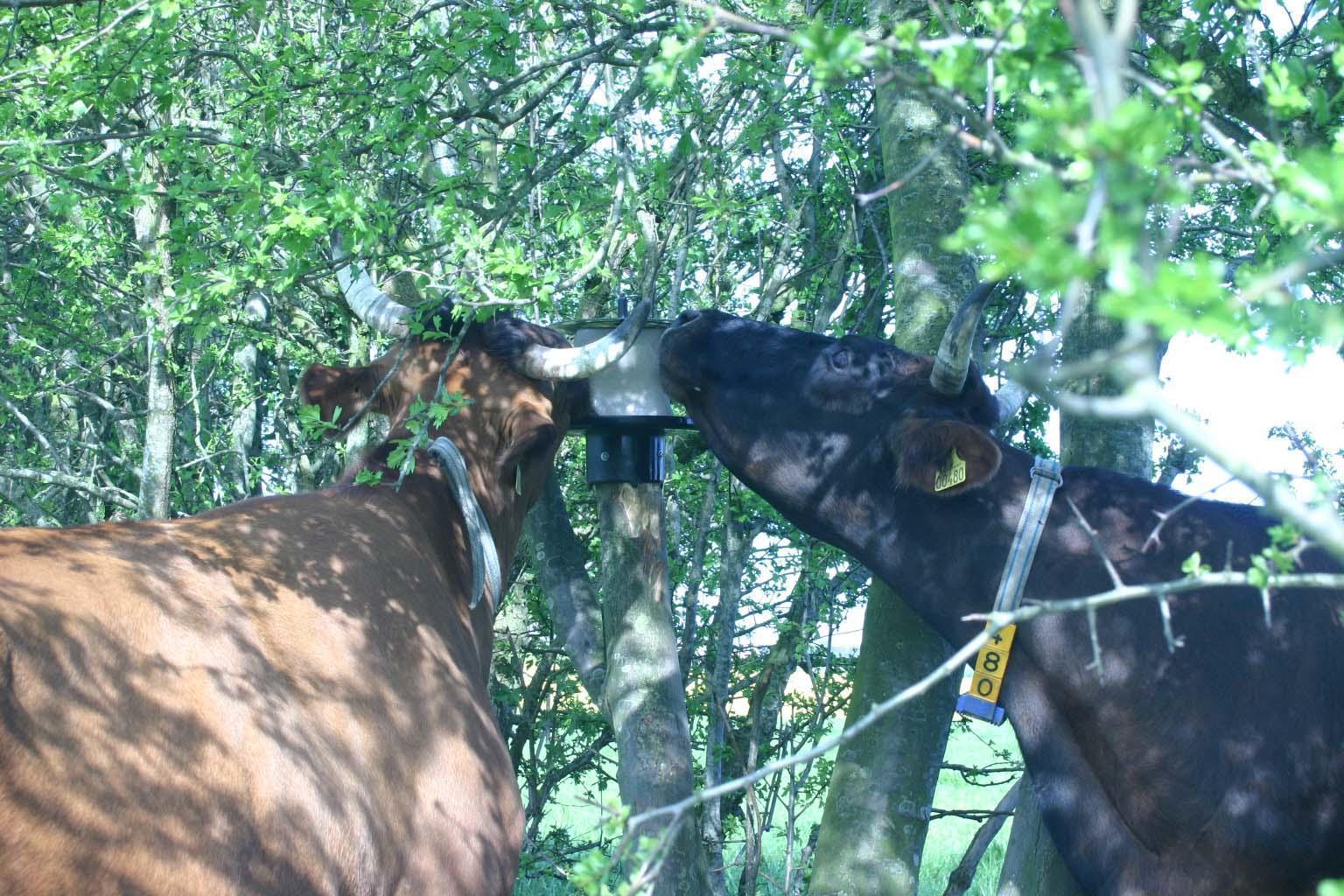 lollipop holder for KS pole 10 kg stable livestock feeding drinking technology lollipop holder