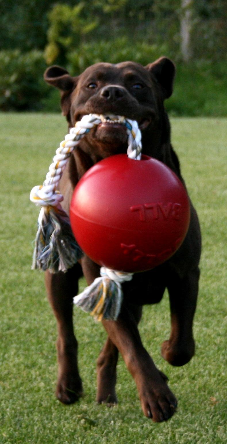 Scented red dog ball with rope