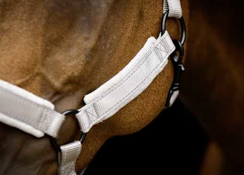 Monzo Headcollar, halter