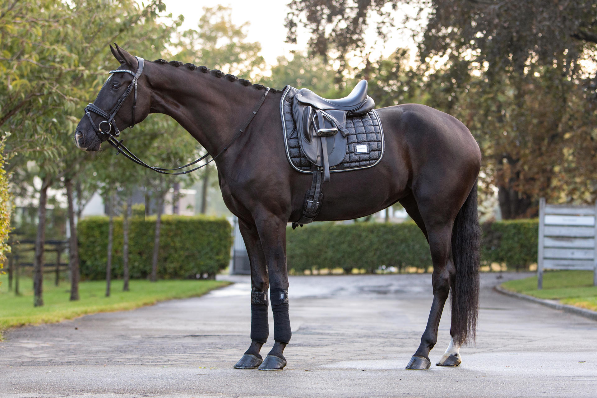 Lake View Showtime Dressage saddle pads