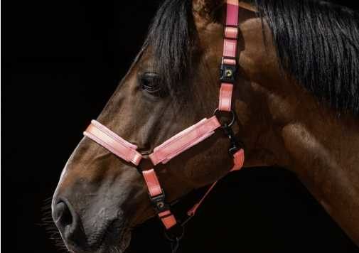 Monzo Headcollar, halter