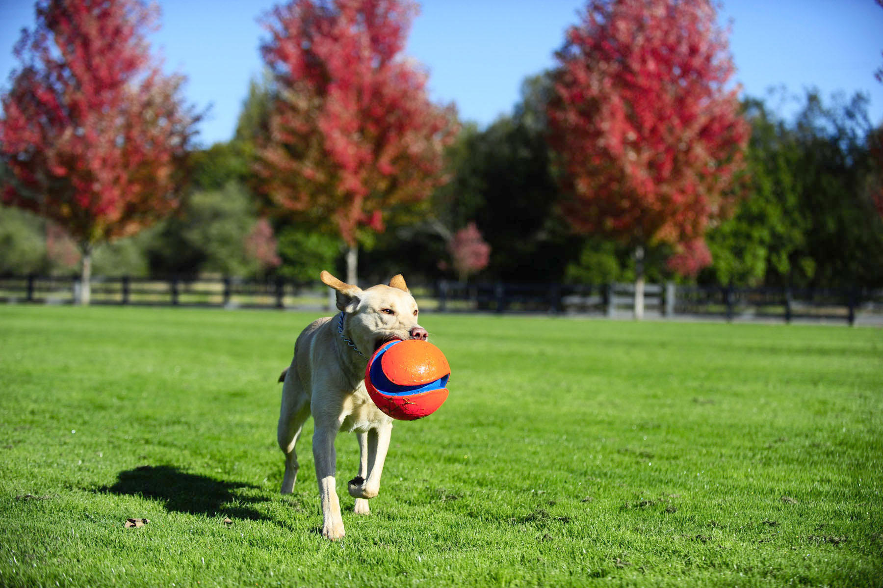 Kick Fetch 19 cm dog ball
