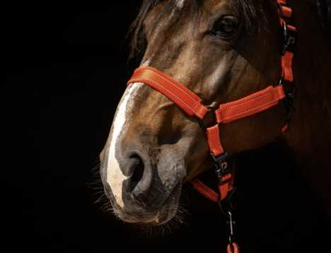 Monzo Headcollar, halter
