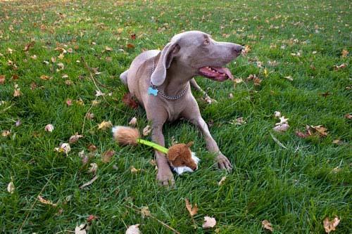 Rabbit dog toy plush