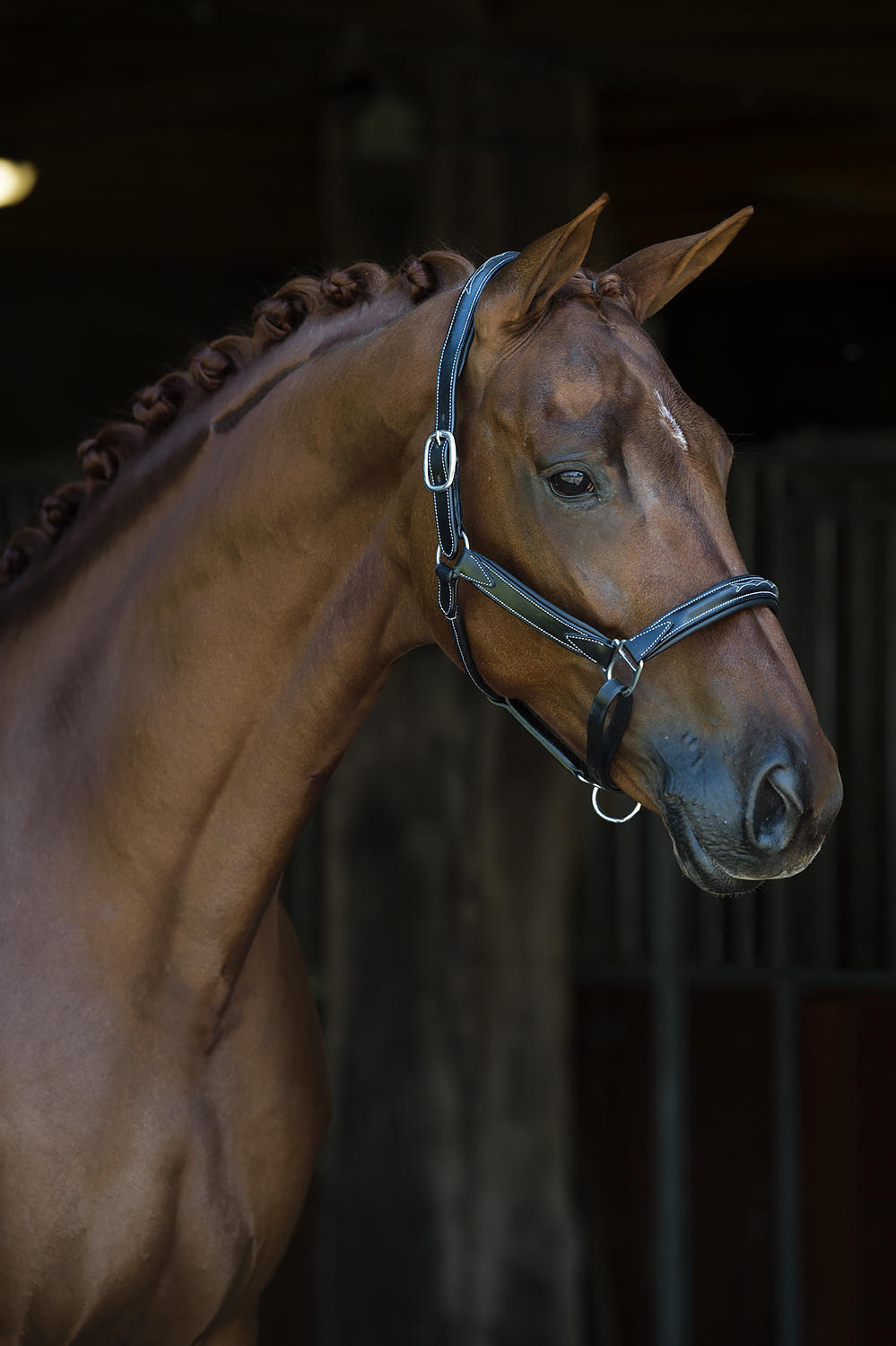 Melfi Showtime Headcollar, halter