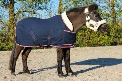Showtime Harry and Hector horse rug
