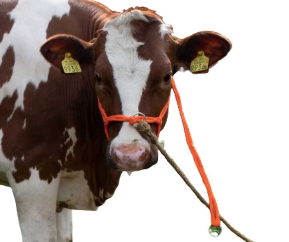 Cow Headcollar, halter