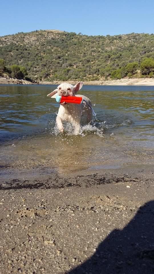 Small amphibious bumper-shaped dog toy