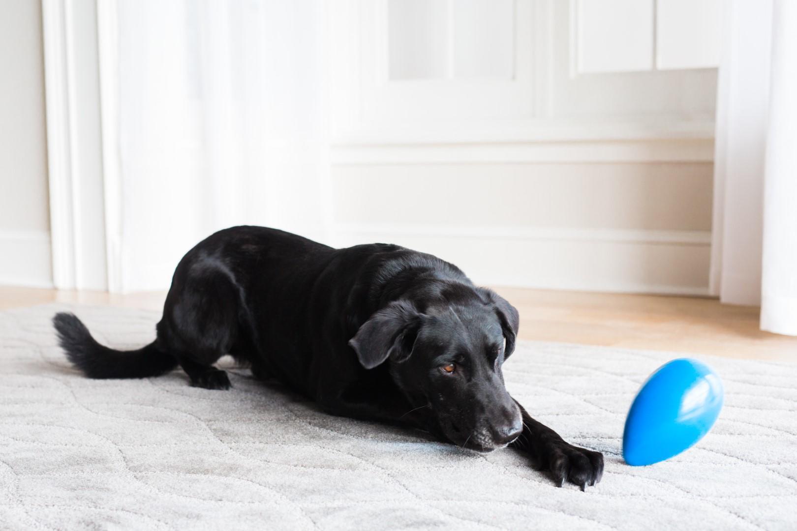 Egg-shaped medium dog toy, blue