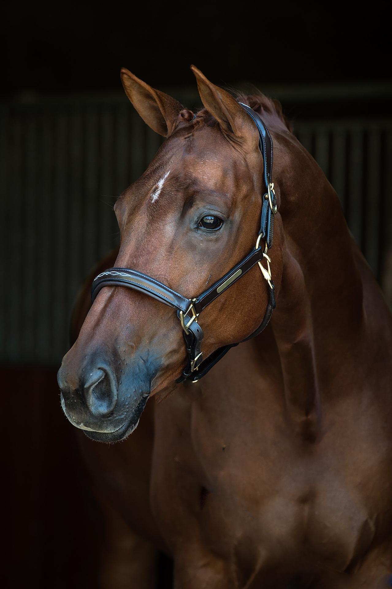 Vieste Showtime Headcollar, halter