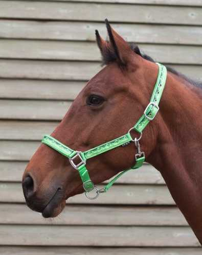 Bermuda Headcollar,  halter