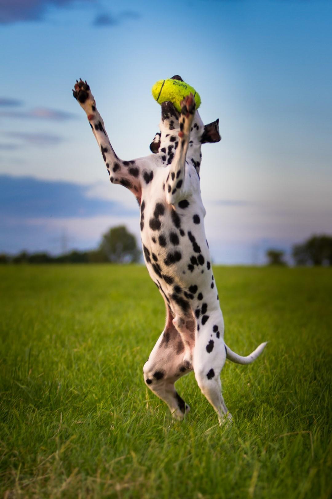 Air Squeaker rugby ball for dogs