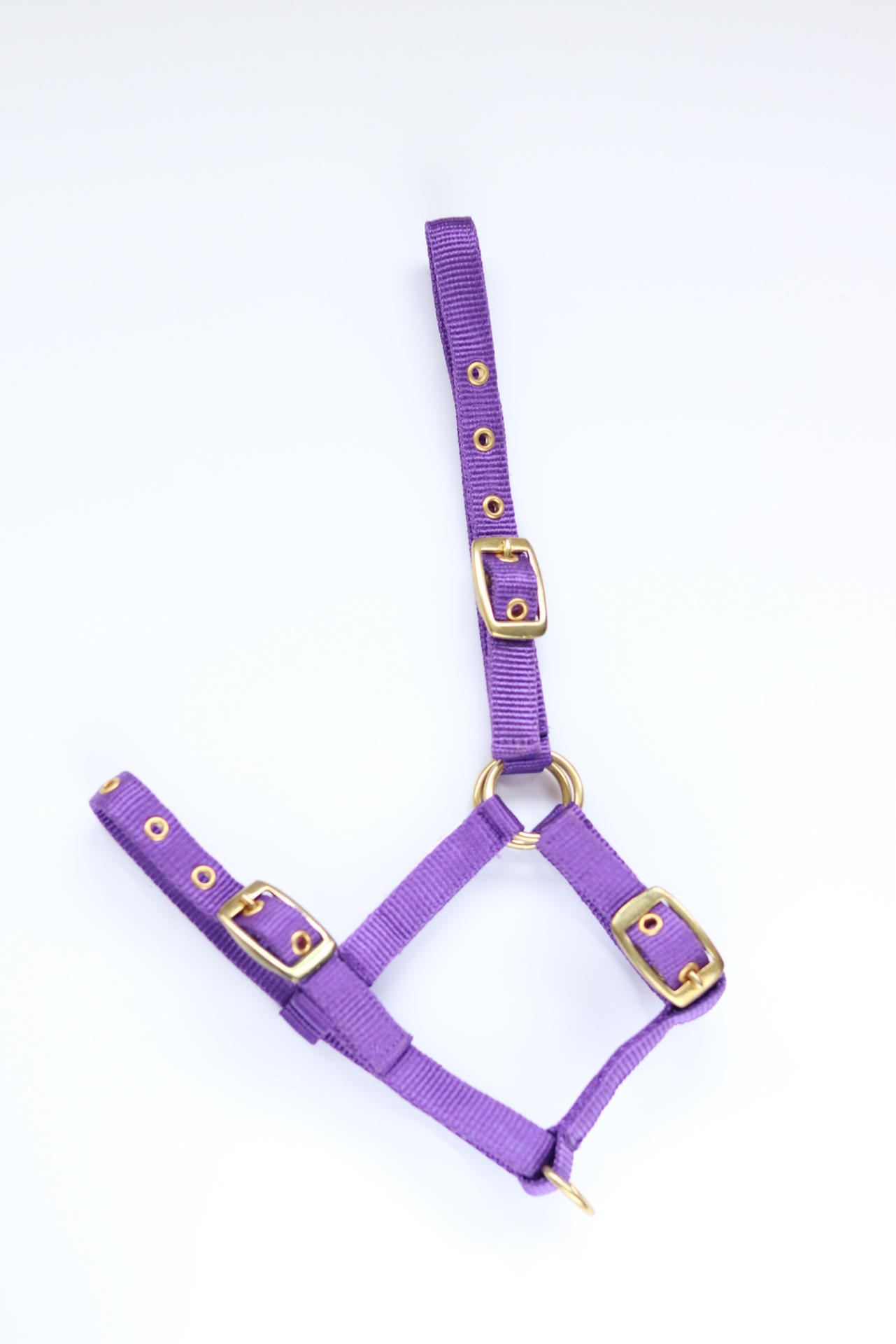 Amika headcollar