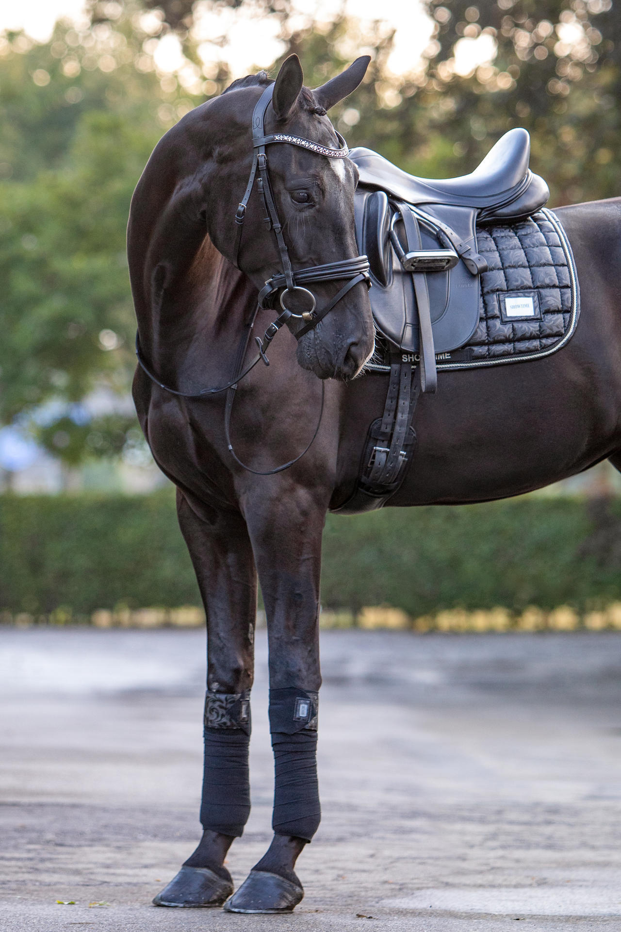 Lake View Showtime Dressage saddle pad