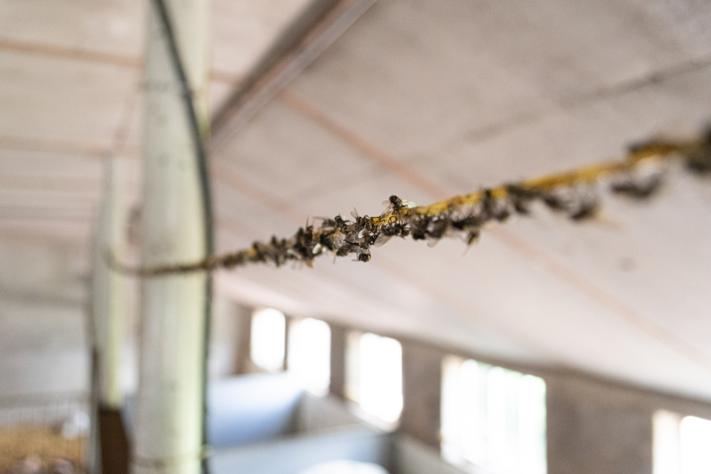 fly control replacement roll 400 m