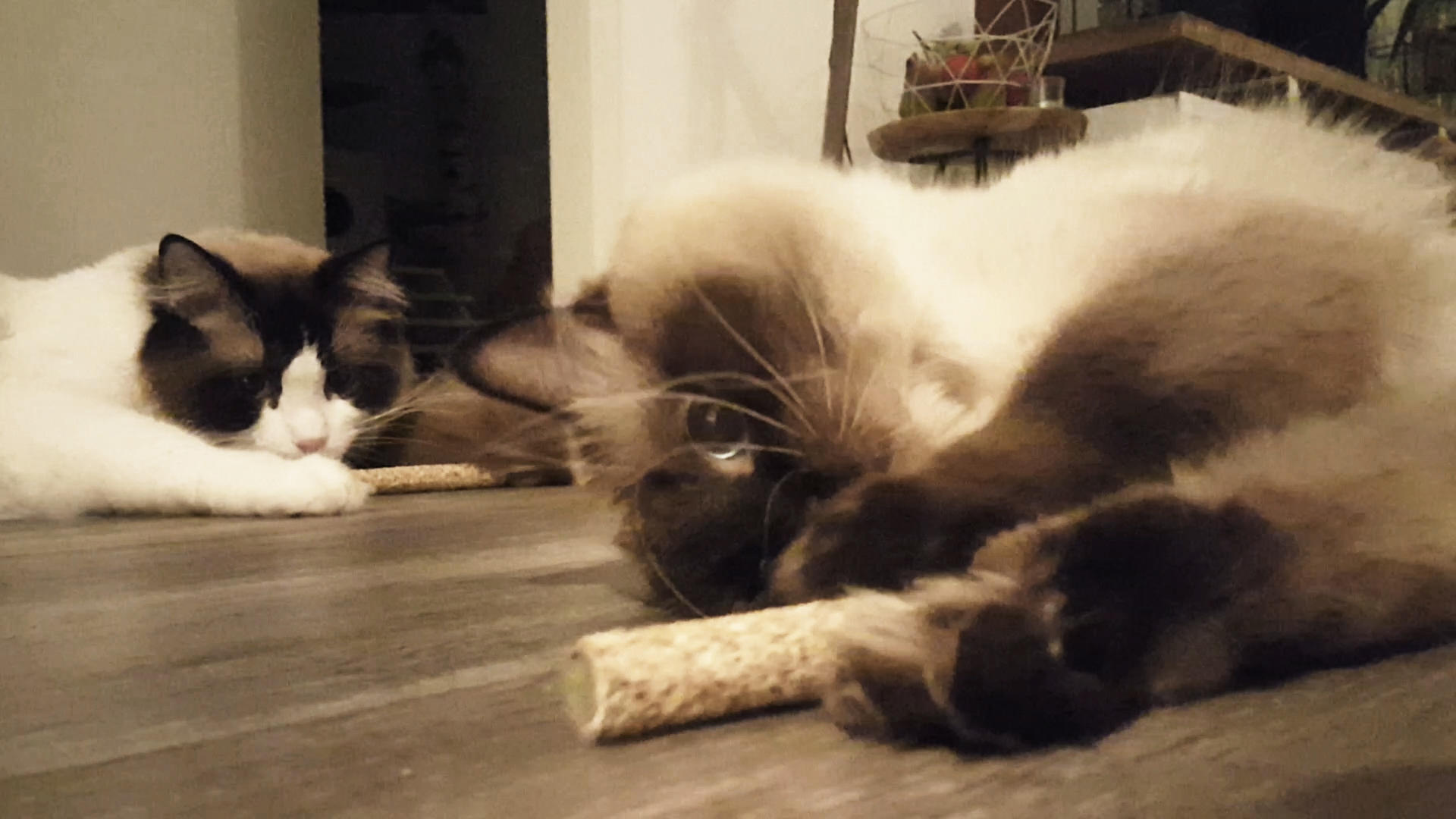 Hanging Wood Dumbell with cat root cat toy