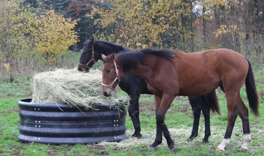 Ring hay feeder for horses Ø 124/128 cm