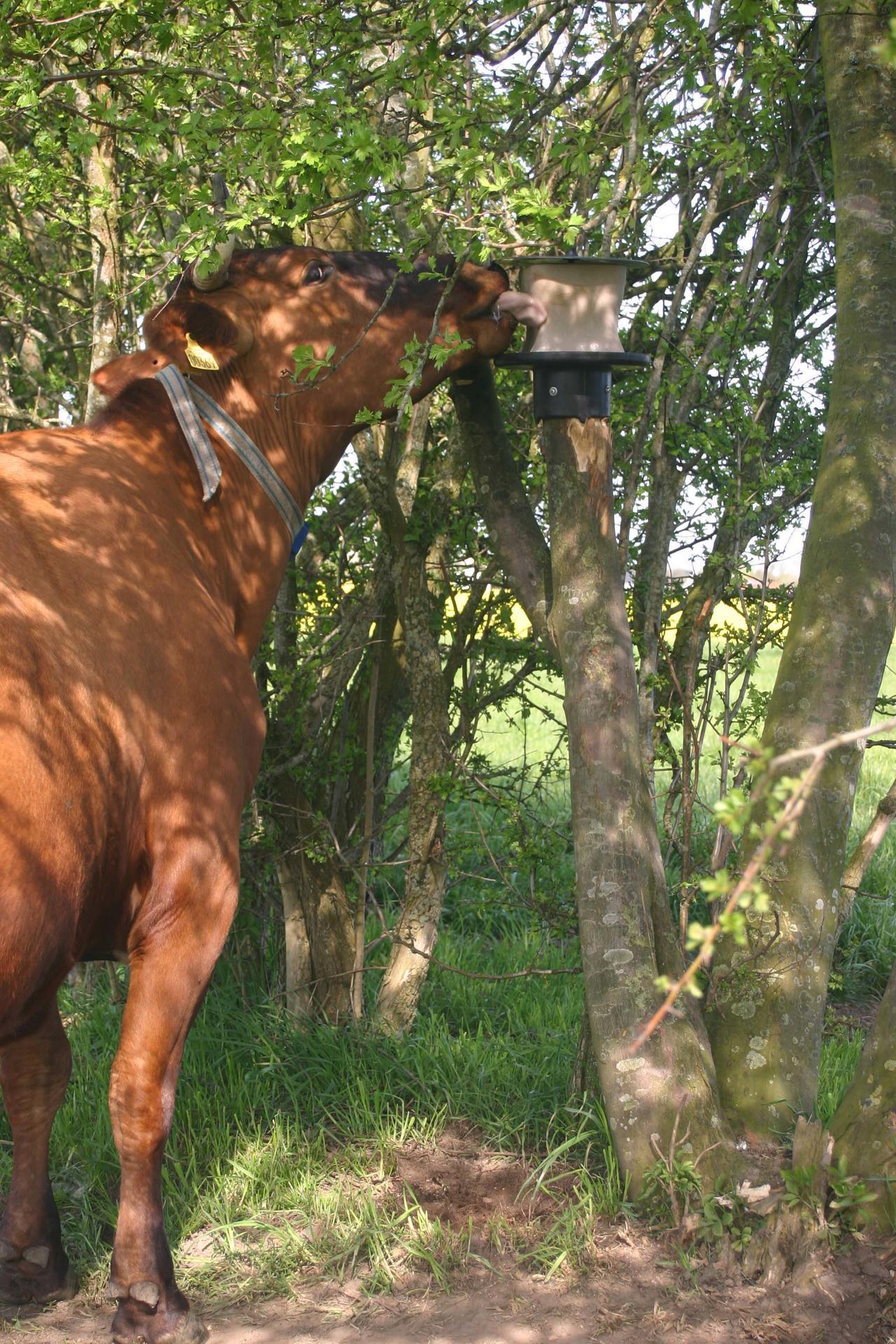 lollipop holder for KS pole 10 kg stable livestock feeding drinking technology lollipop holder