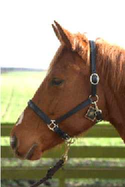 Evy leather headcollar, halter