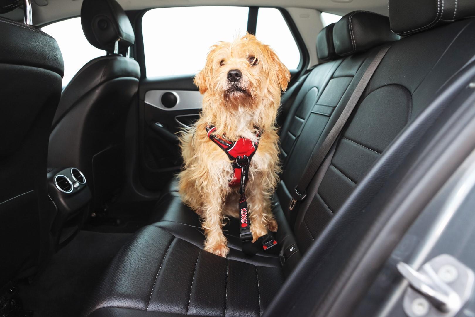 Seat belt for dogs