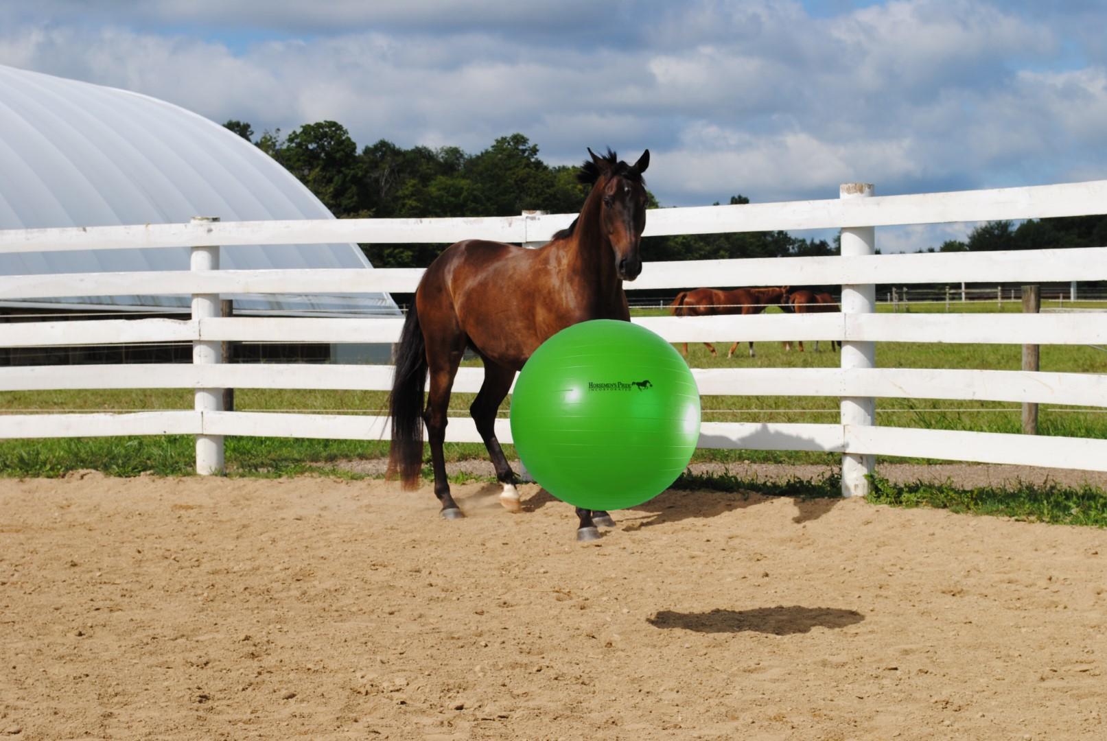 Play ball for horses 2