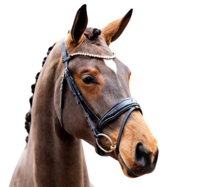 Showtime Palermo bridle