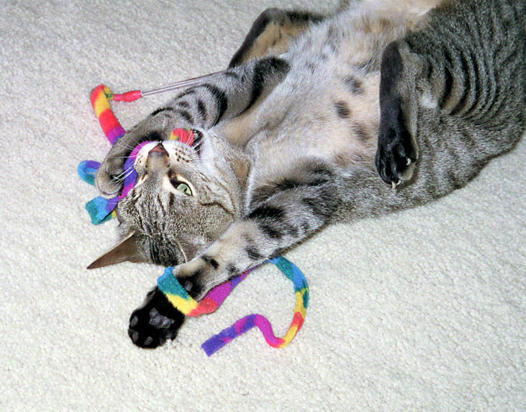 Cat dancing stick with rope cat toy