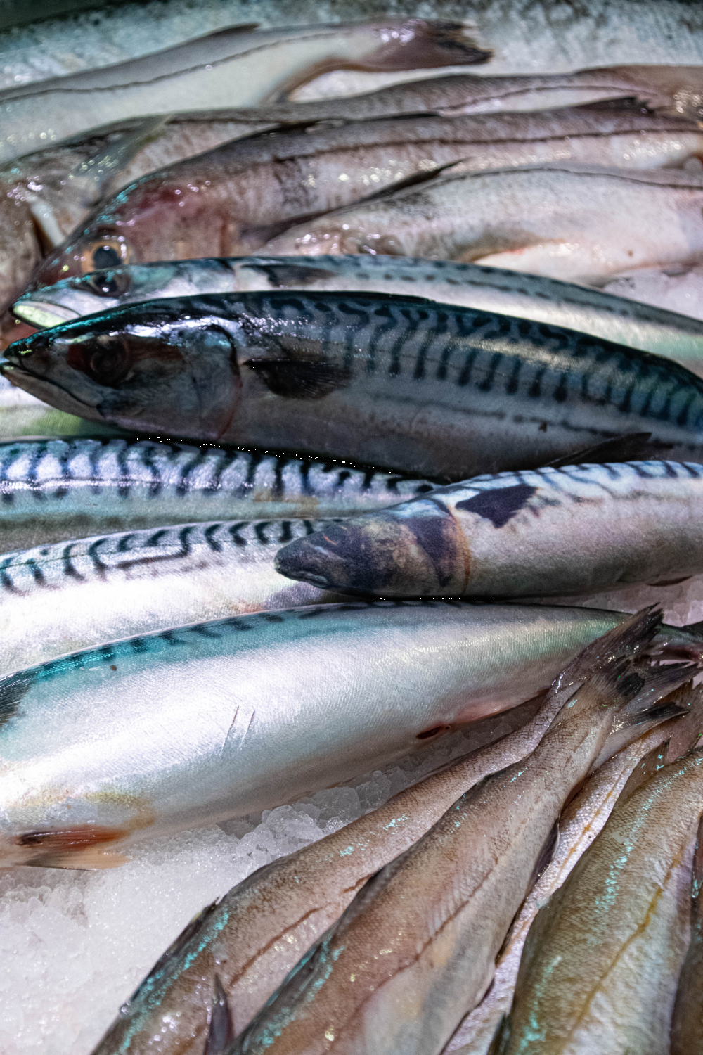 Fully hooked mackerel S 20cm cat toy