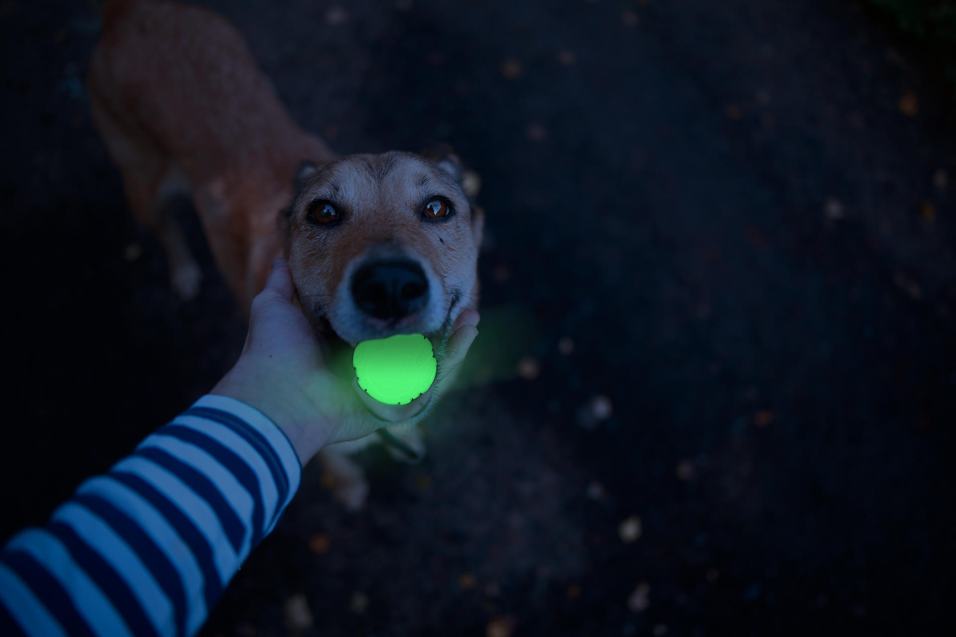 Glow in the dark dog ball