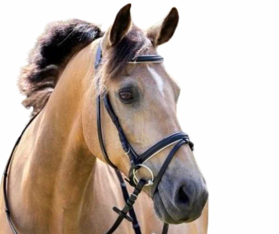 Carry Basic bridle