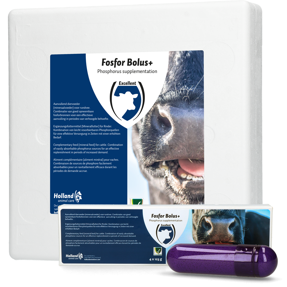 Phosphoric Acid Bolus , cattle birth, calving