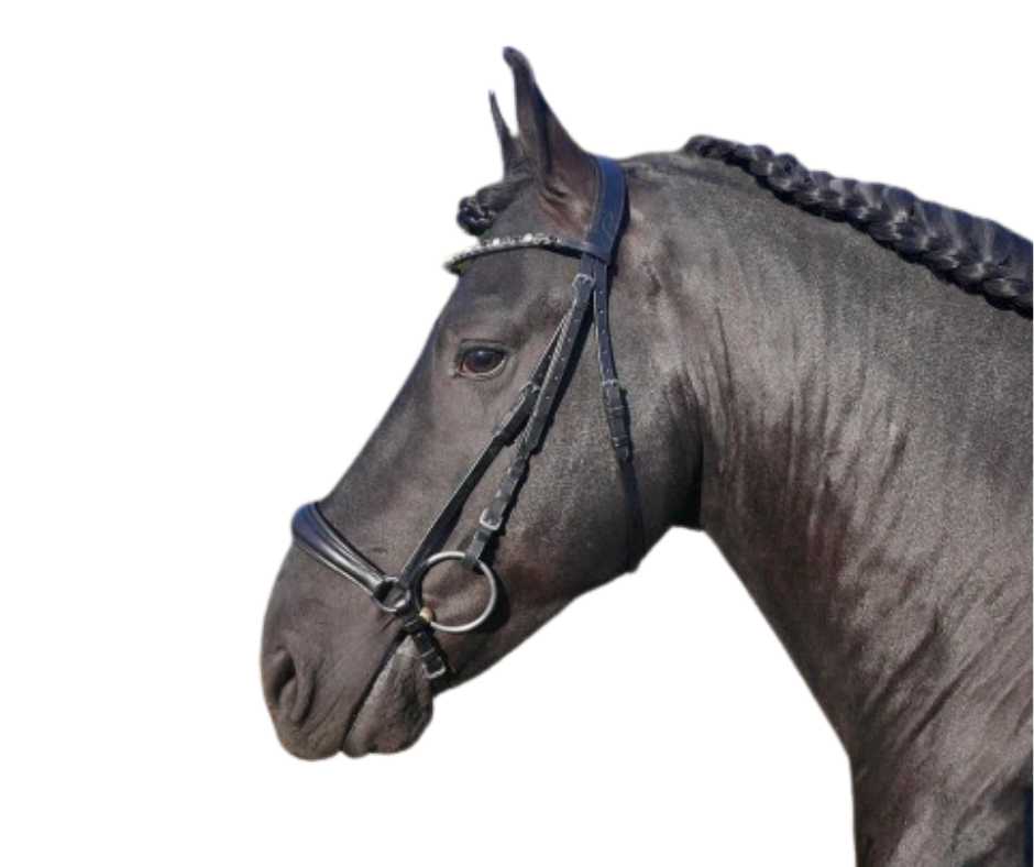 Showtime Happy bridle