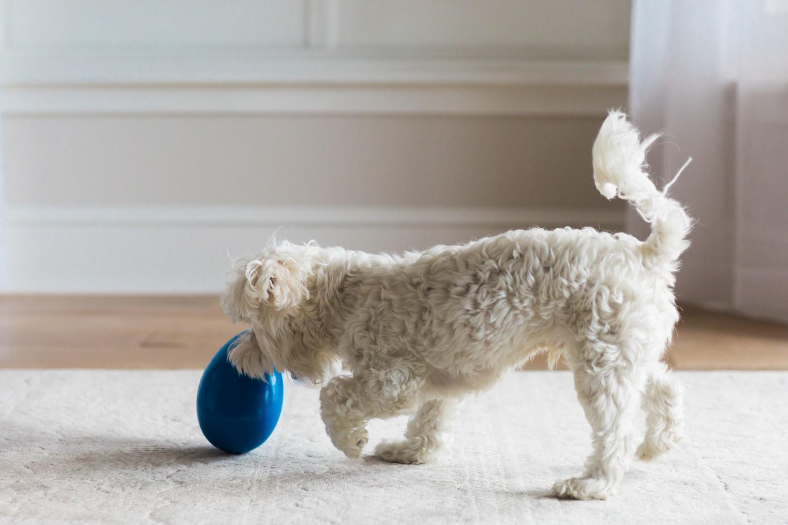 Egg-shaped medium dog toy, blue